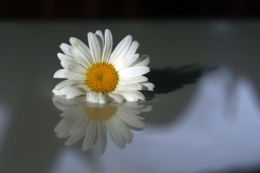 Daisy flower closeup with its reflection on the white table. Simplicity concept. Fragility concepts.