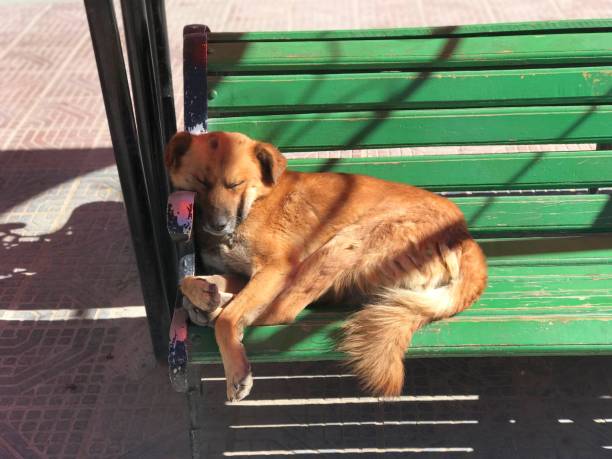mestiço de cachorro ruivo dorme em banco verde em uyuni, bolívia - dirty bench empty park - fotografias e filmes do acervo
