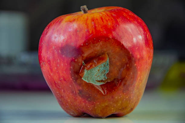 maçã vermelha podre e mofada em close-up - rotting apple fruit missing bite - fotografias e filmes do acervo