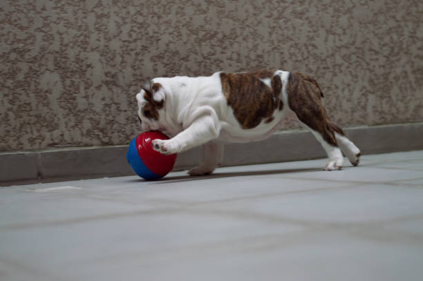 istock English Bulldog Puppy 1293512845