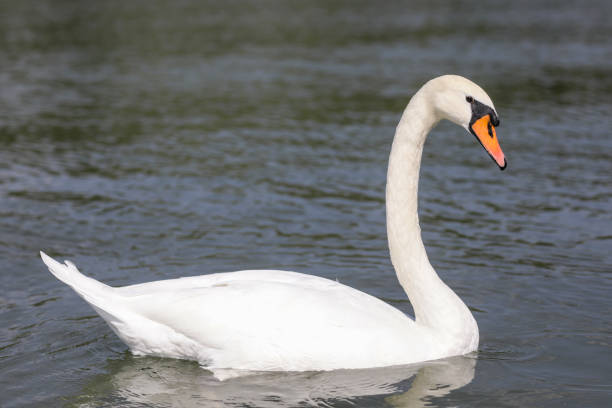 istock swan swims on the lake 1293512937