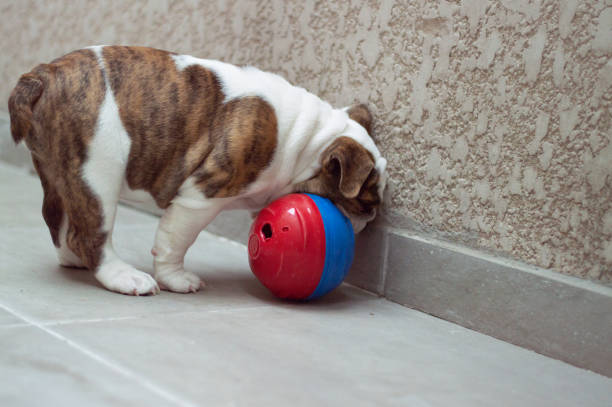 istock English Bulldog Puppy 1293512973