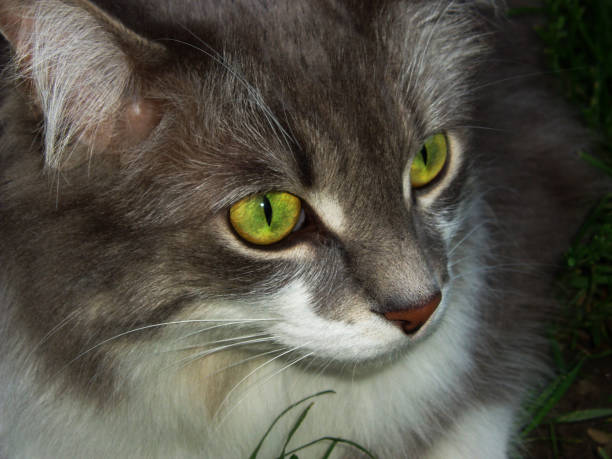 A simple cat outside of the house