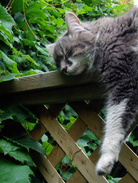 istock Choupette in the garden 1293515653