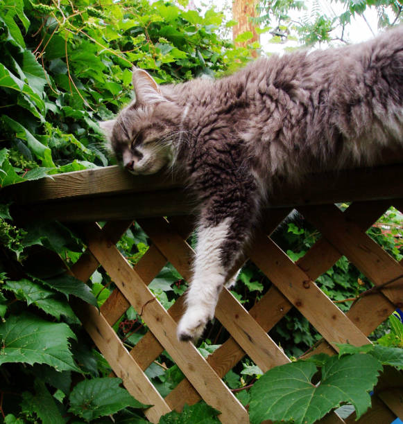 istock Choupette in the garden 1293515656