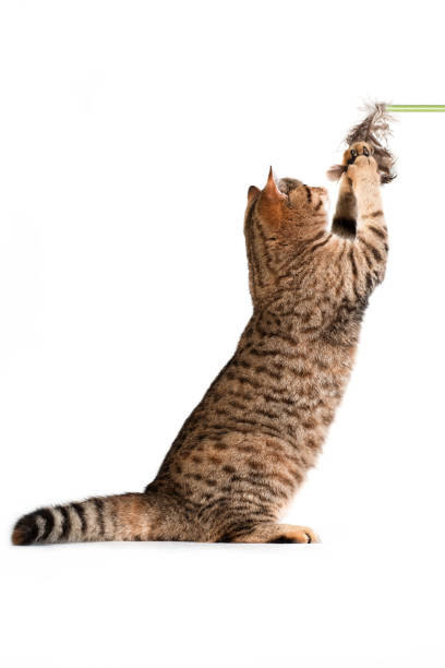 istock Tabby british cat grabbing cat wand on white background 1293516317