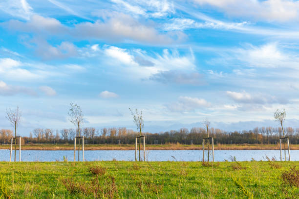 Planting young trees to grow a new forest in a new nature landscape called de Nieuwe Driemanspolder, the Netherlands