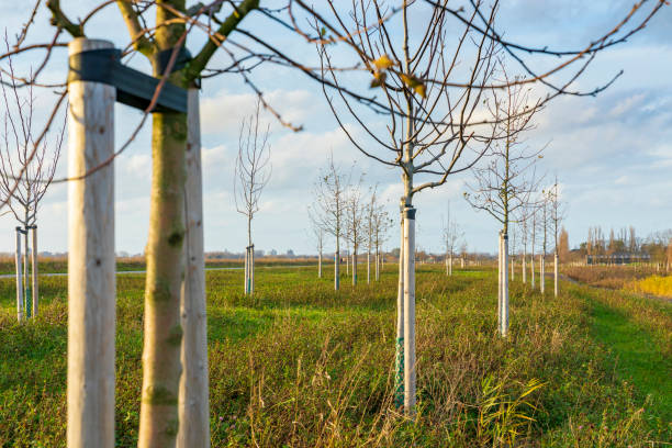 istock Planting young trees to grow a new forest 1293517388