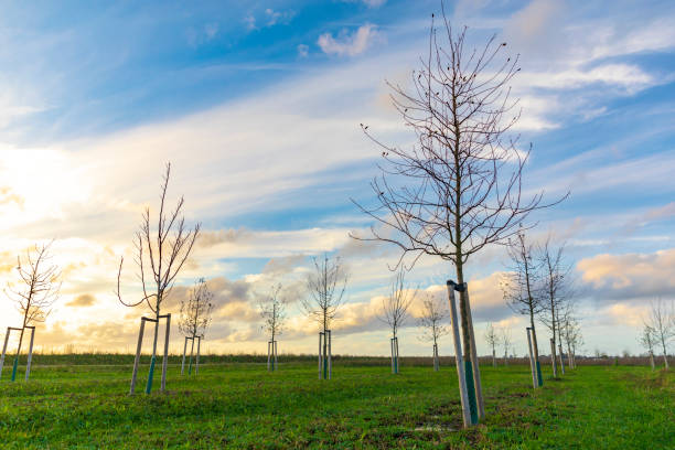 istock Planting young trees to grow a new forest 1293517390