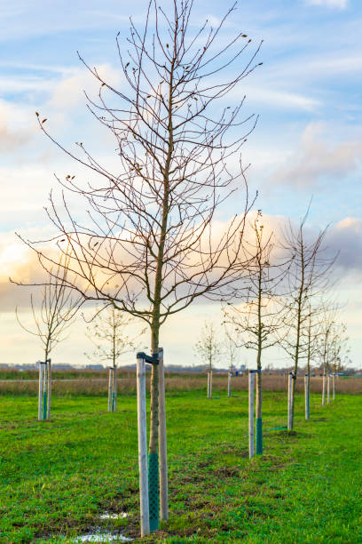istock Planting young trees to grow a new forest 1293517392