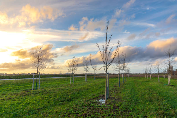 istock Planting young trees to grow a new forest 1293517399