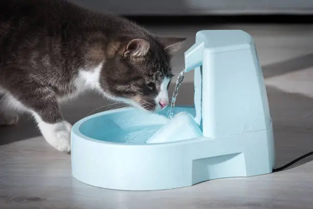 Photo of Domestic cat drinks water from water dispenser. Cat with water fountain. Pet thirst. Dehydration in a cat