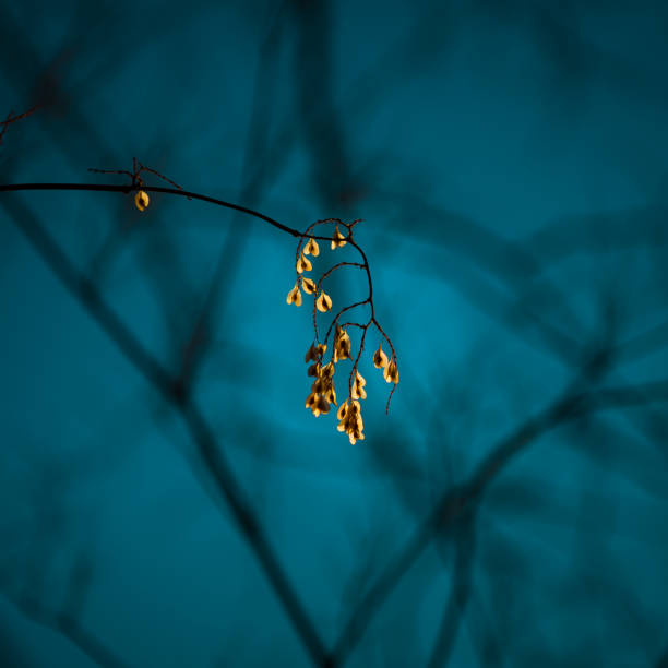 Japanese Knotweed Seed Pods at night behind a blue sky.