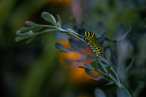 Black swallowtail caterpillar on rue plant