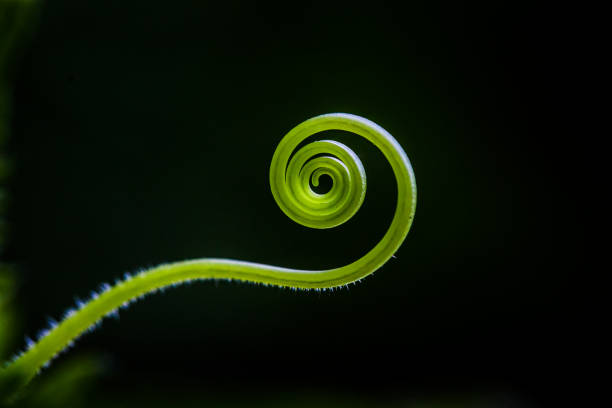 Green cucumber spiral tendril.