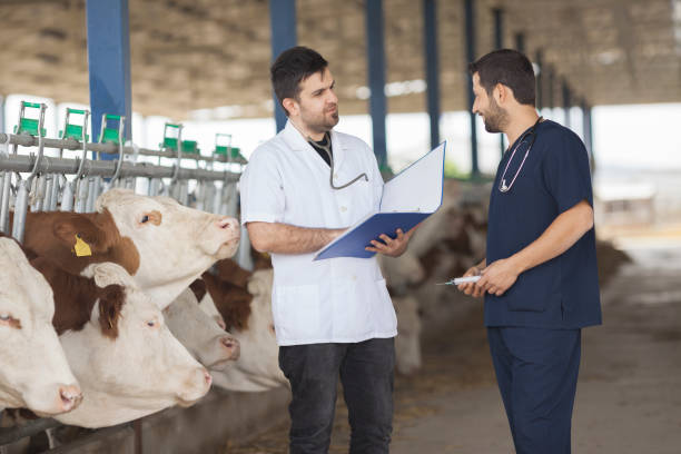 istock Vet Working in the barn stock 1293521539