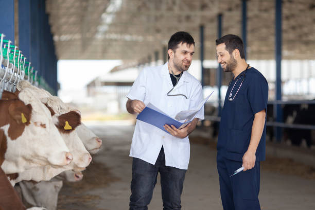 istock Vet Working in the barn stock 1293521540