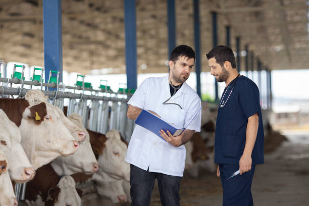 istock Vet Working in the barn stock 1293521551