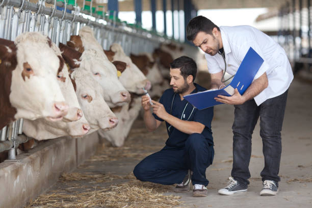 istock Vet Working in the barn stock 1293521584