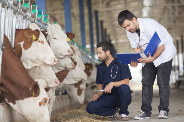 istock Vet Working in the barn stock 1293521597