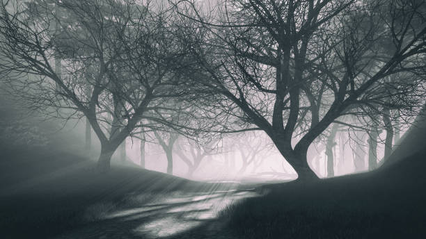 istock Black and white landscape of dark mystical forest 1293522518