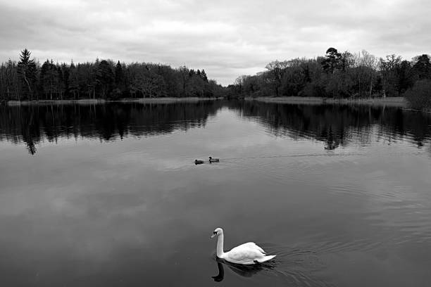 istock White swan on a forest late b&w 1293523862