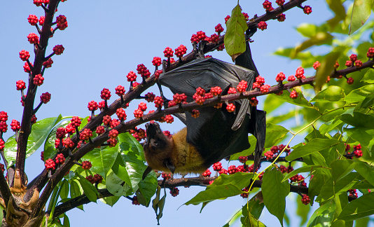 A fruit bat climbs branches licking at the tropical fruits they contain. Taken in the daytime, in the Maldives.