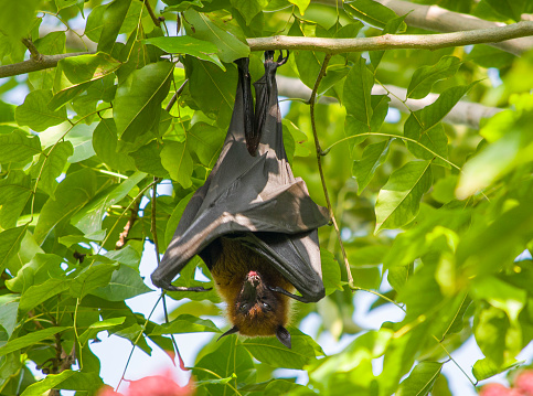 A fruit bat hangs from a branch in the daytime with wings wrapped around its body. Taken in the Maldives.