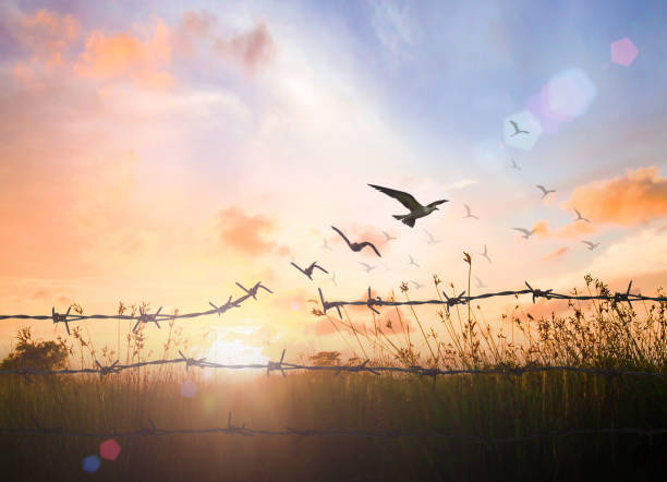 Bird flying and barbed wire over autumn sunset International migrants day concept: Silhouette of bird flying and barbed wire over autumn sunset background new year new life stock pictures, royalty-free photos & images