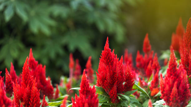 istock Cockcomb or Celosia flowers in a park 1293527224