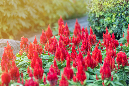 Closeup shot with selective focus of red Cockcomb flowers in a garden with morning light and blurred green background