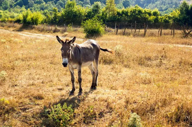 Photo of Donkey in the field