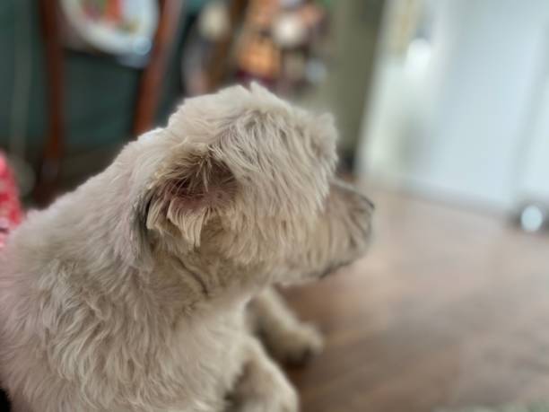 istock Shih tzu Yorkie mixed breed dog 1293531070