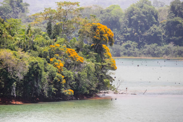 paysage le long des écluses et des cours d’eau du canal de panama - gatun photos et images de collection