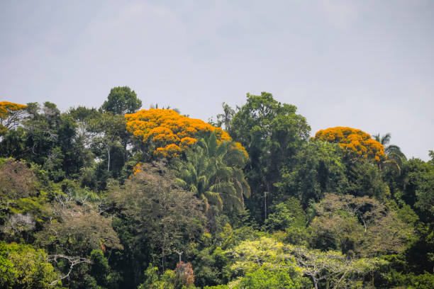 paysage le long des écluses et des cours d’eau du canal de panama - gatun photos et images de collection