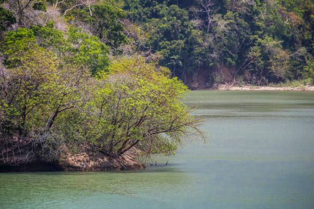 paysage le long des écluses et des cours d’eau du canal de panama - gatun photos et images de collection