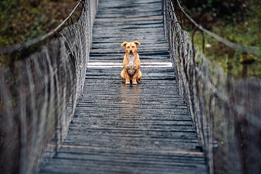 Dog stands in the middle of an adrenaline bridge