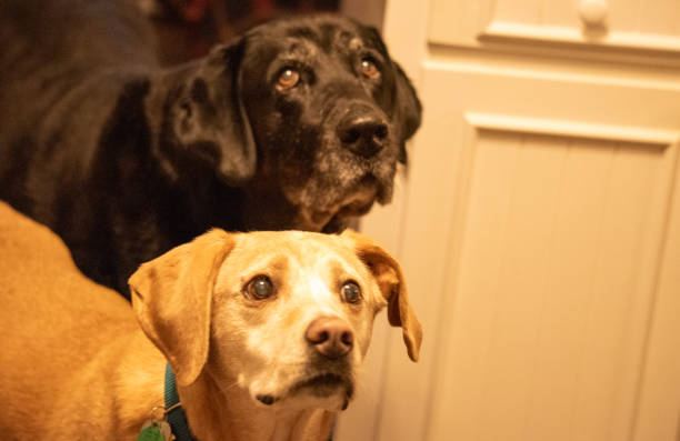 istock Dogs are a Mans Best Friend 1293537452