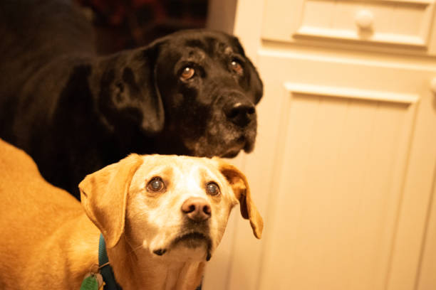 istock Dogs are a Mans Best Friend 1293537490