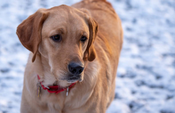istock Dogs are a Mans Best Friend 1293537500