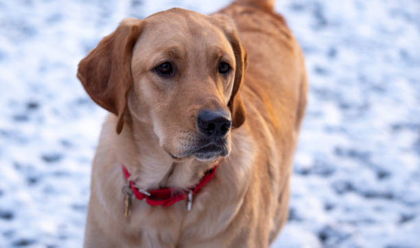 istock Dogs playing in the snow 1293537502