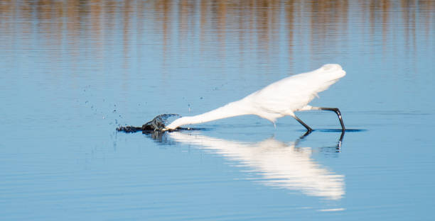 istock Heron Fishing in the Sound 1293537655