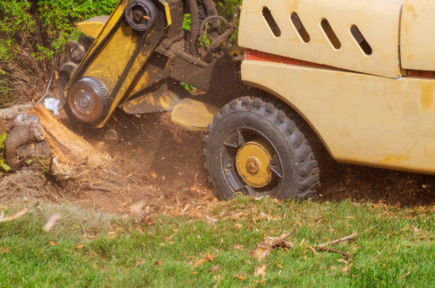 istock A stump is shredded with removal, grinding in the stumps and roots into small chips 1293539055