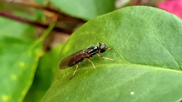 Close up shot of soldier flies on the green leaf