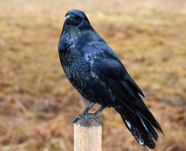 istock Beautiful Black Raven bird on post 1293539780