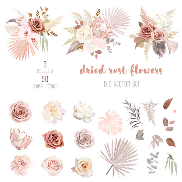 Trendy dried palm leaves, blush pink and rust rose, pale protea Trendy dried palm leaves, blush pink and rust rose, pale protea, white ranunculus, pampas grass vector design big set.Trendy flowers. Beige, gold, brown, rust, taupe.Elements are isolated and editable Dried Plant stock illustrations