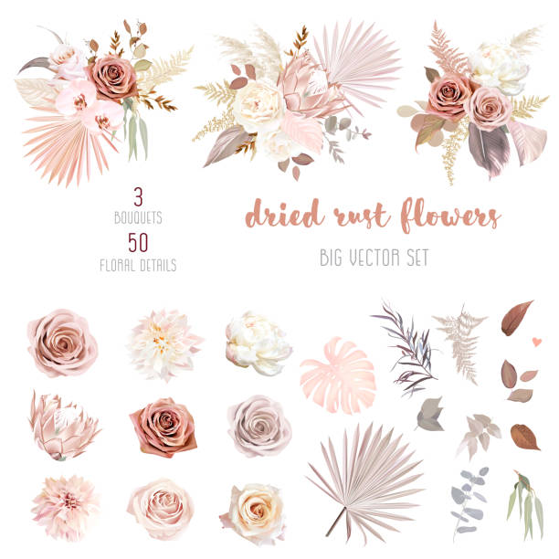 Trendy dried palm leaves, blush pink and rust rose, pale protea Trendy dried palm leaves, blush pink and rust rose, pale protea, white ranunculus, pampas grass vector design big set.Trendy flowers. Beige, gold, brown, rust, taupe.Elements are isolated and editable pampas vector stock illustrations