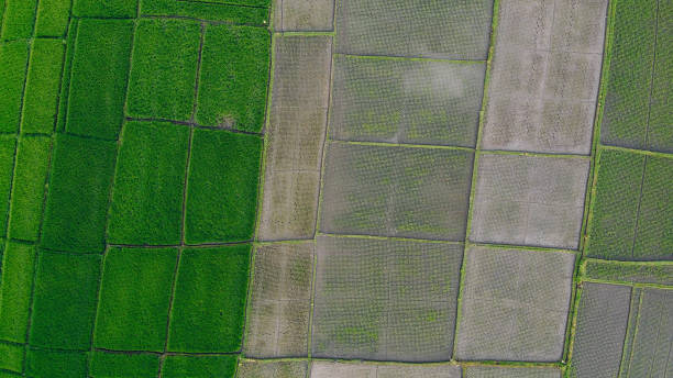 istock Fields in Bali are photographed from a drone 1293543422