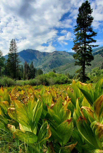 istock Mineral King Meadow, Sequoia National Park 1293543513