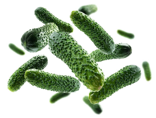 istock Green cucumbers levitate on a white background 1293543514